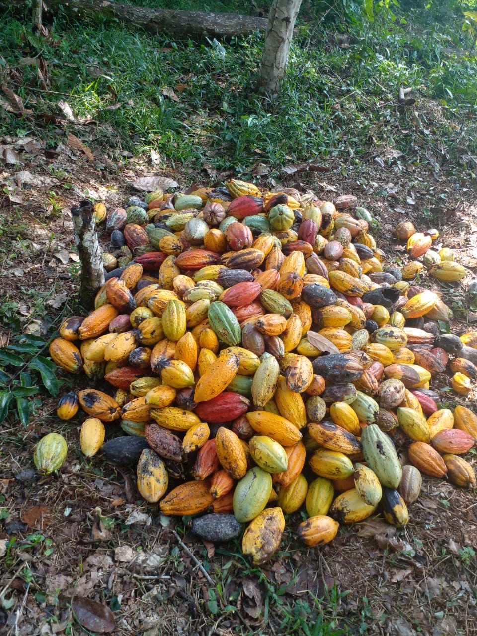 Single origin Kameroen - Chocolade schaafsel 72% - per 100g