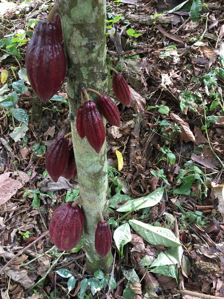 Single origin Kameroen - 72% pure chocolade - 80g