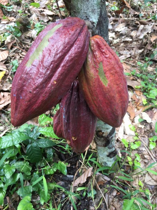 Single origin Kameroen - 65% craft donkere melkchocolade 80g